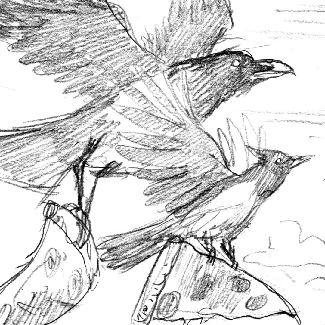 Black Raven Steller's Jay